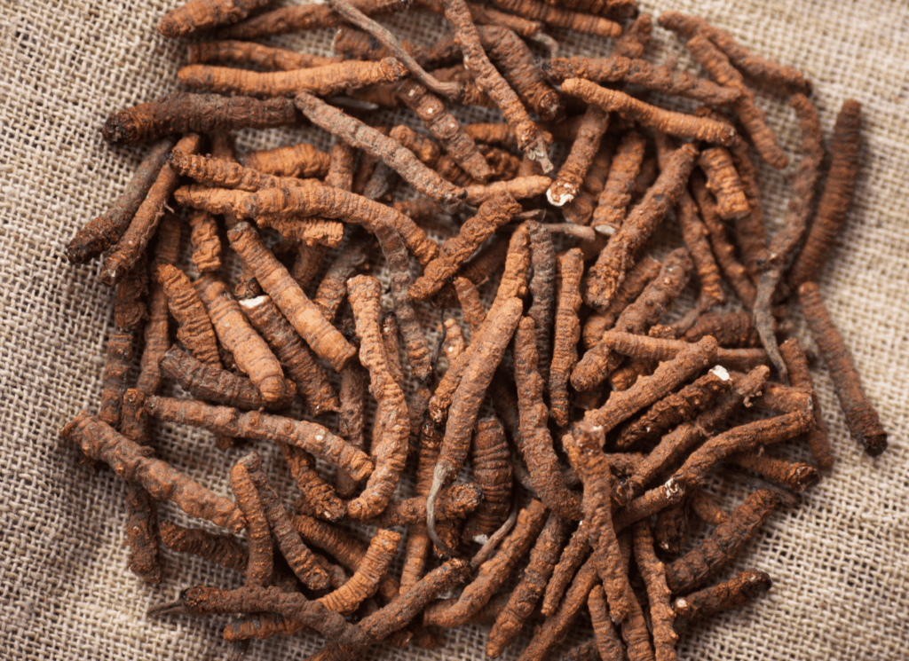 Ingredients to Menovele Cordyceps Sinensis