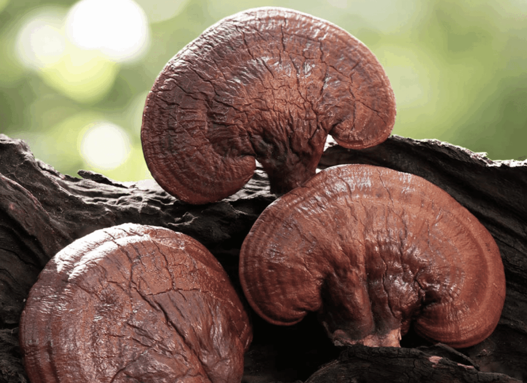 Reishi Mushroom ingredient for Menolleve