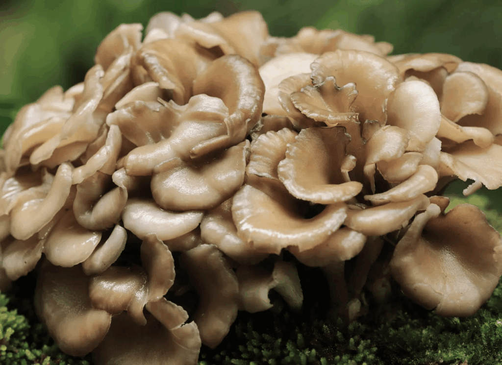 Maitake Mushroom ingredient to Menovelle