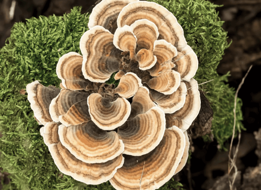 Turkey Tail ingredient to Menovelle