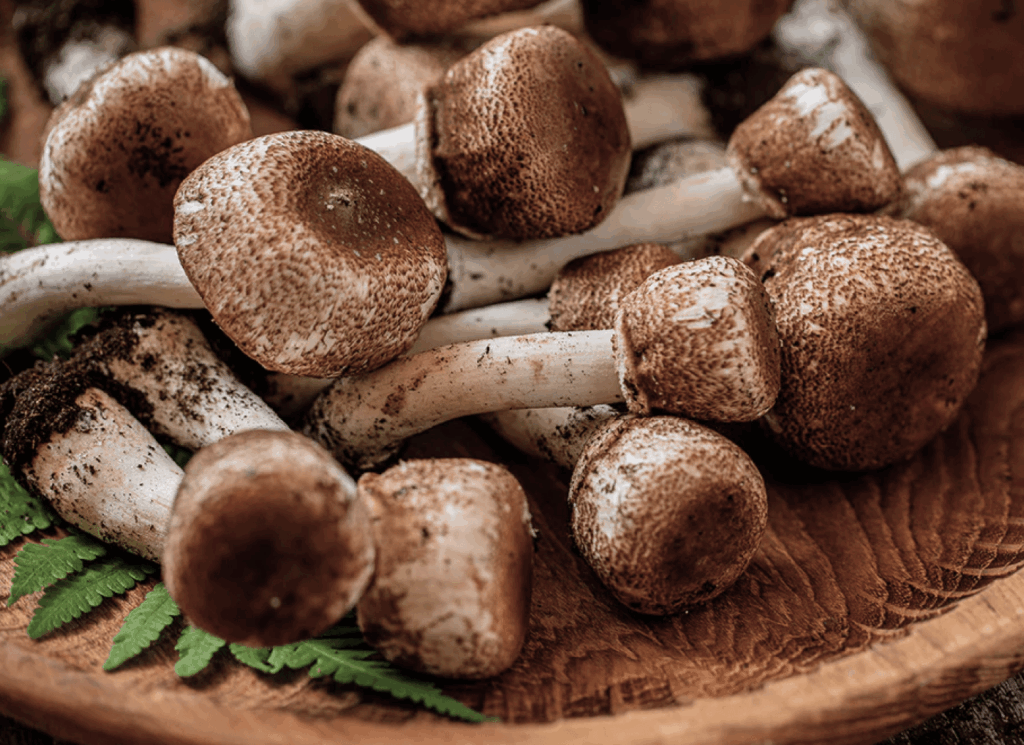 Royal Sun Agaricus ingredient from Menovelle